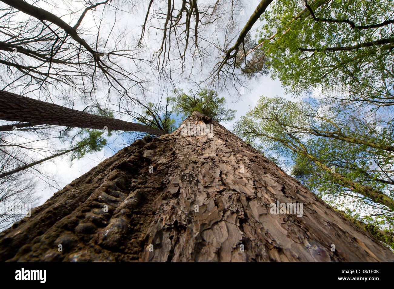 The capital's tallest tree is a Larix decidua, common name European