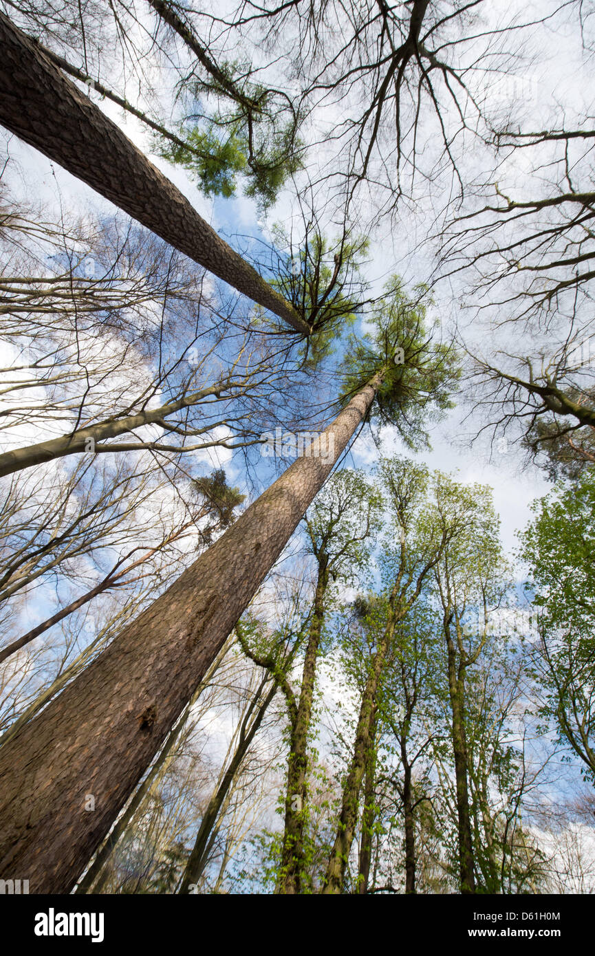 The capital's tallest tree is a Larix decidua, common name European