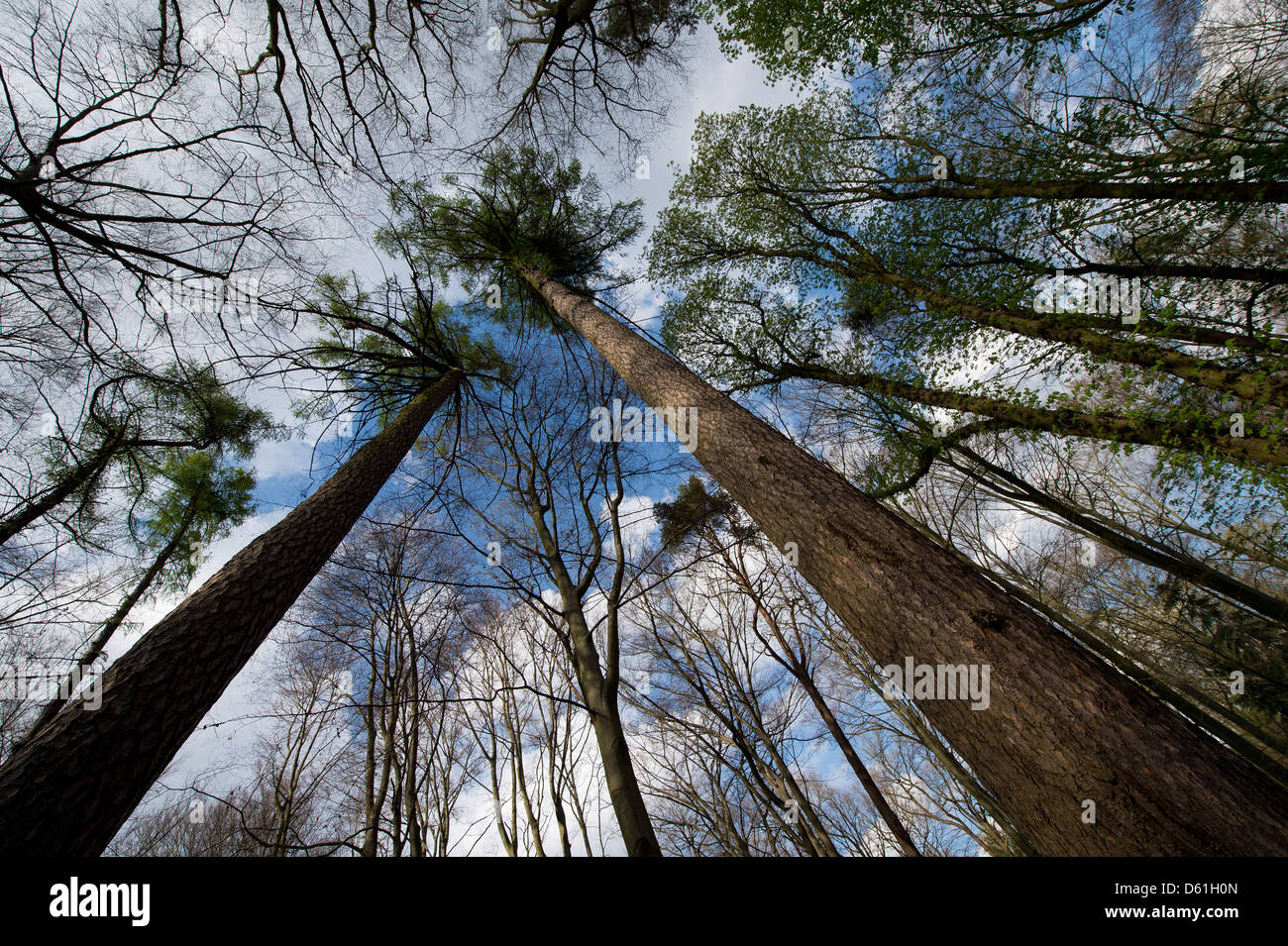 The capital's tallest tree is a Larix decidua, common name European