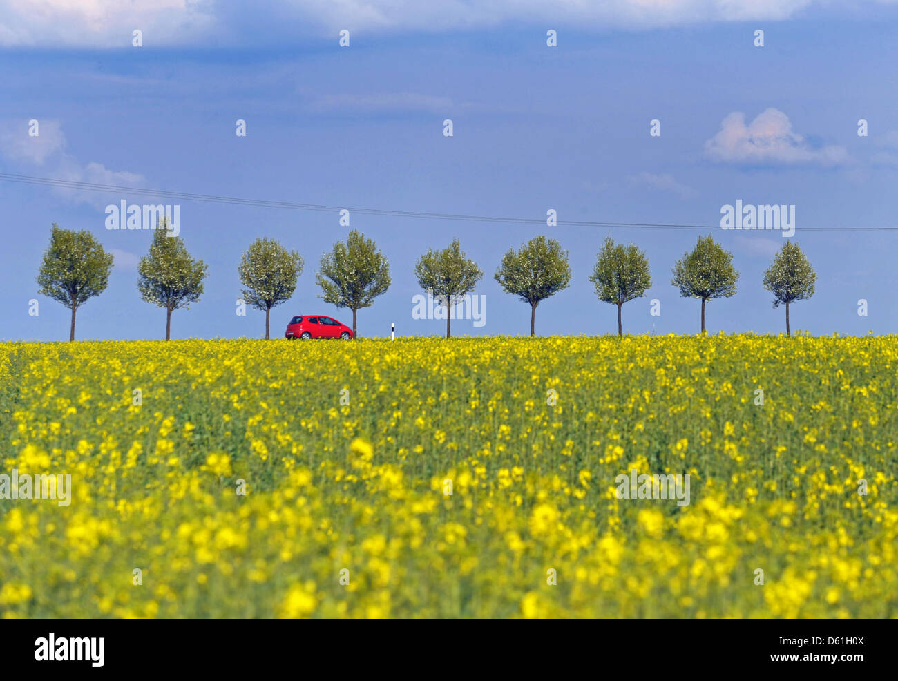 A car passes a rapeseed field near Riesa, Germany, 22 April 2012. Photo: Matthias Hiekel Stock Photo