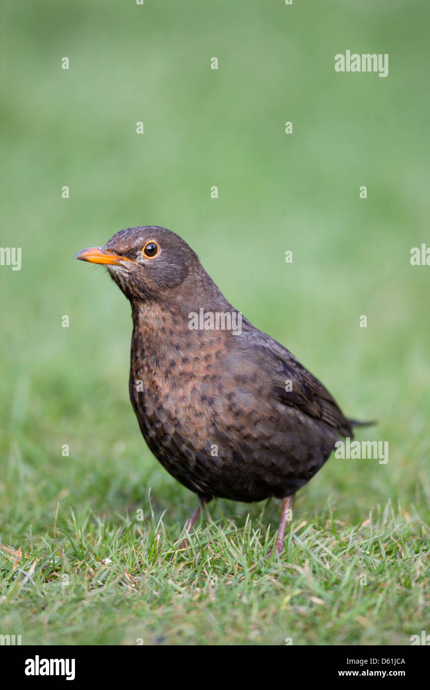Blackbird; Turdus merula; female; UK Stock Photo