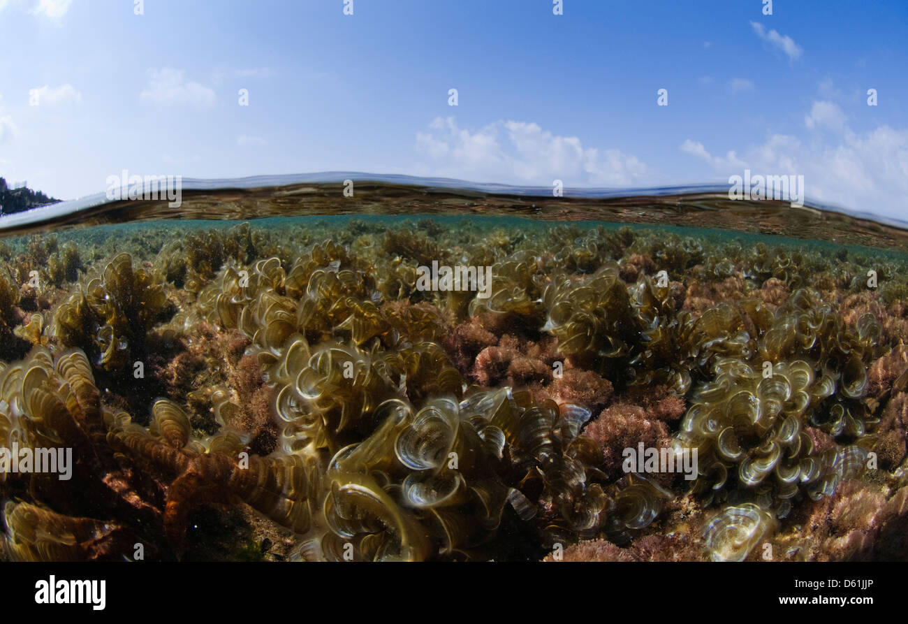 Mediterranean Seascape. Photographed in Israel, Kibbutz Maagan Michael Stock Photo