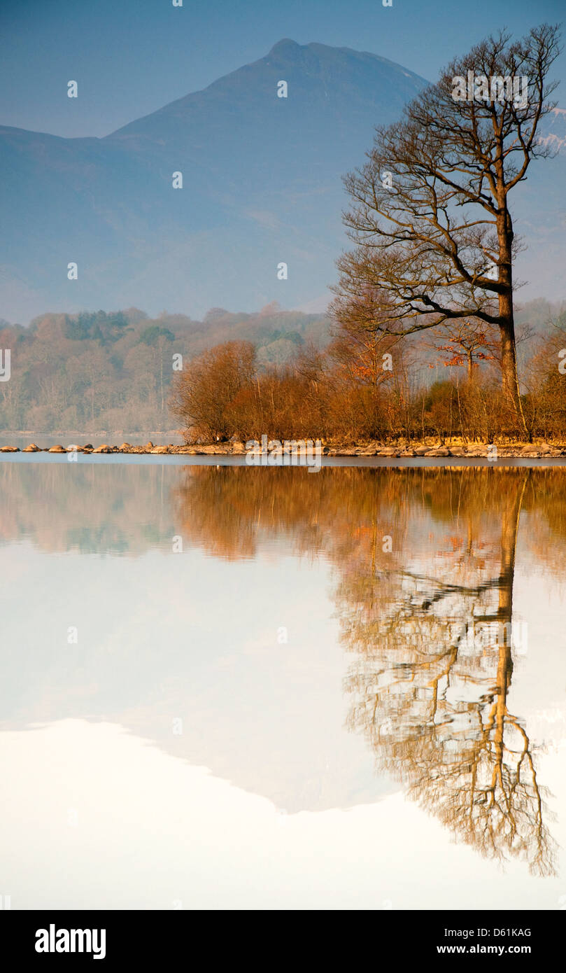 An unusual tree reflected in Derwent Water in the Lake District, Cumbria England UK Stock Photo