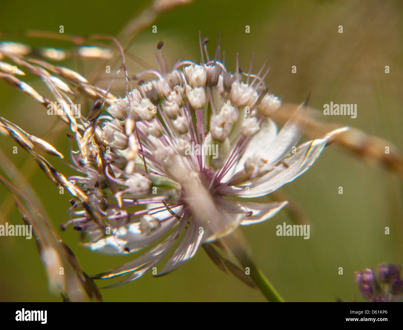 les pres plans,saint sorlin,haute savoie,france Stock Photo