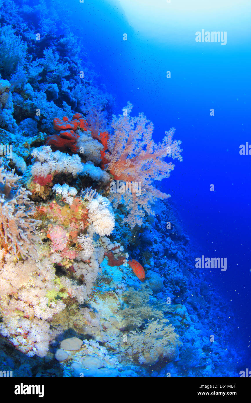 Marine Life In The Red Sea Stock Photo Alamy marine-life-in-the-red-sea-stock-photo-alamy