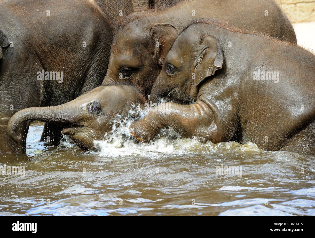 Слон купается. Животные умываются. Слоны купаются. Слоненок купается в воде. Слоник купается.