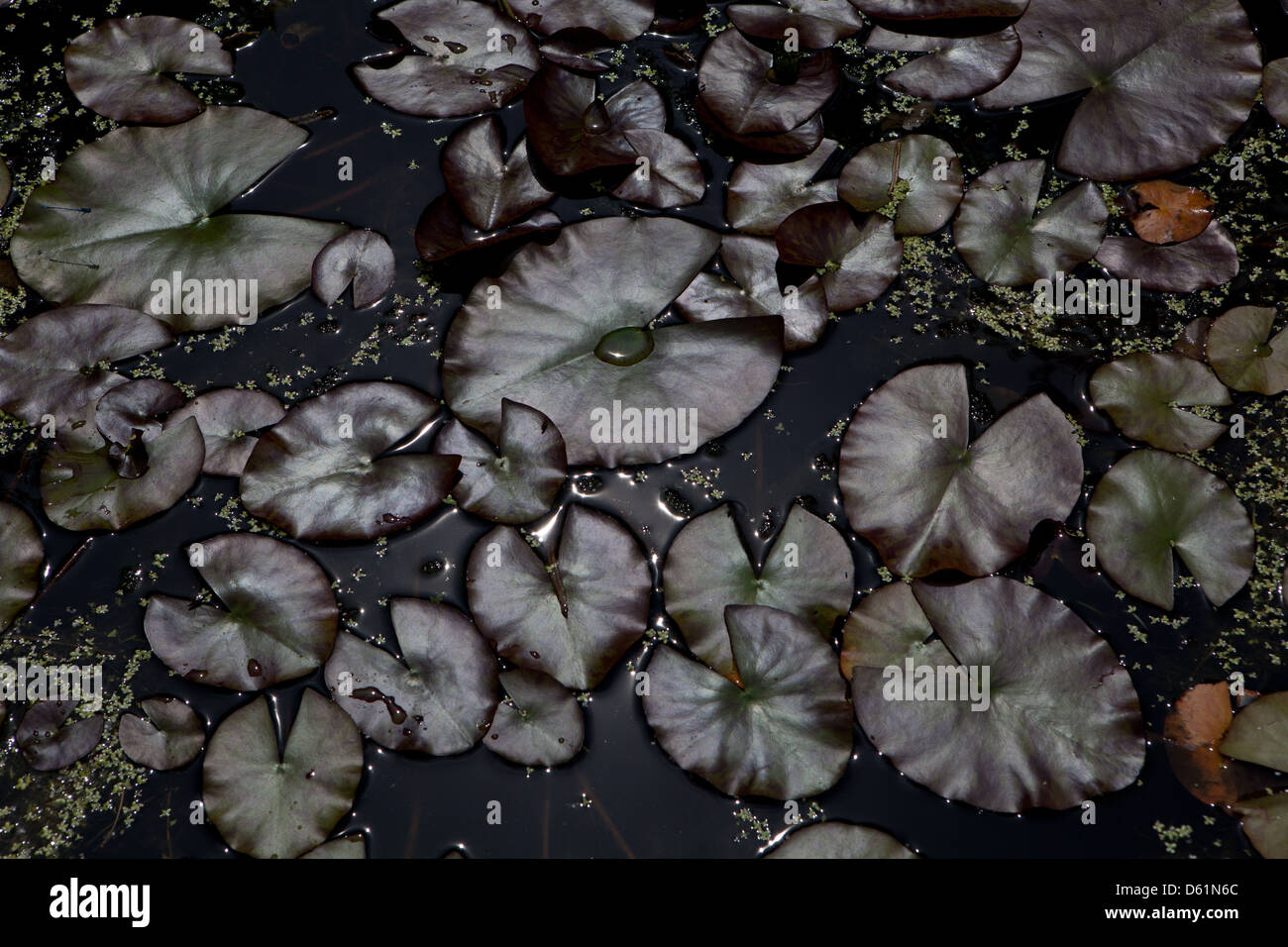 Floating pond bubble water hires stock photography and images Alamy