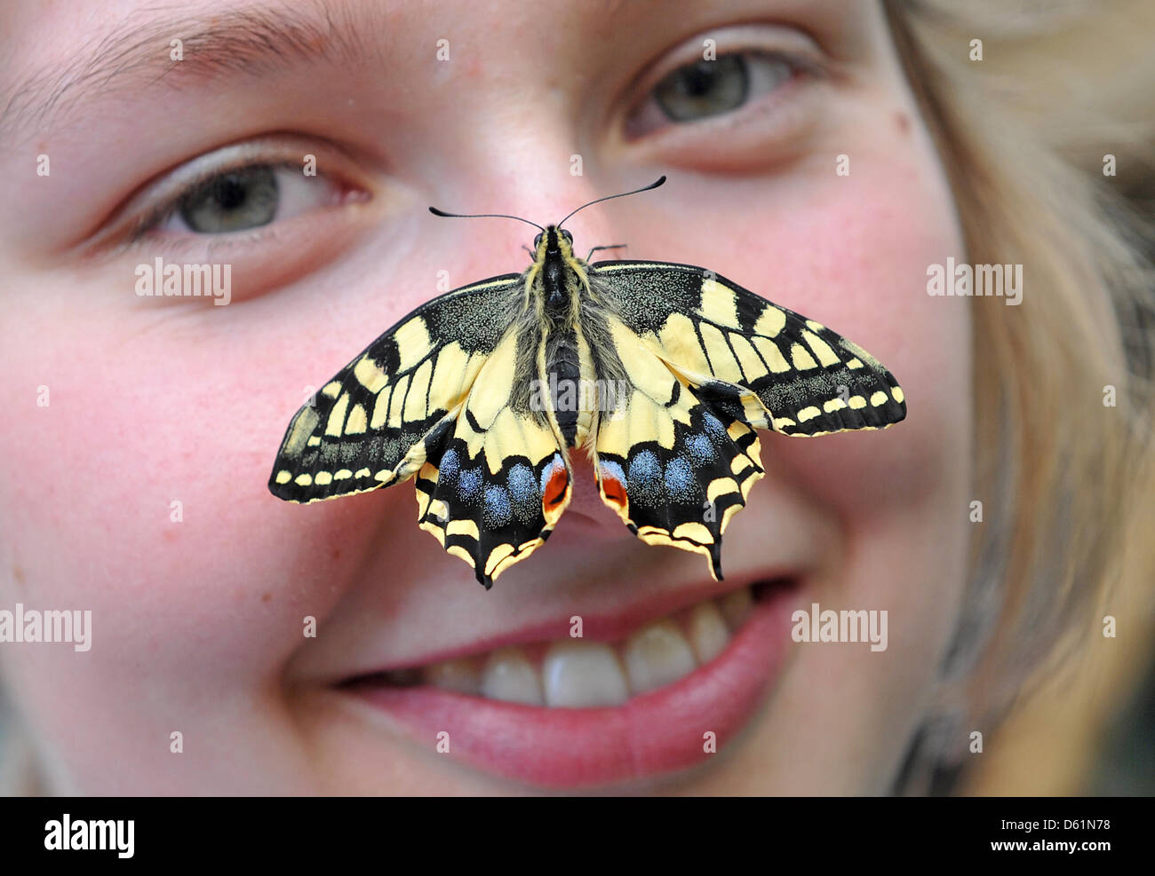 Butterflies nose hires stock photography and images Alamy
