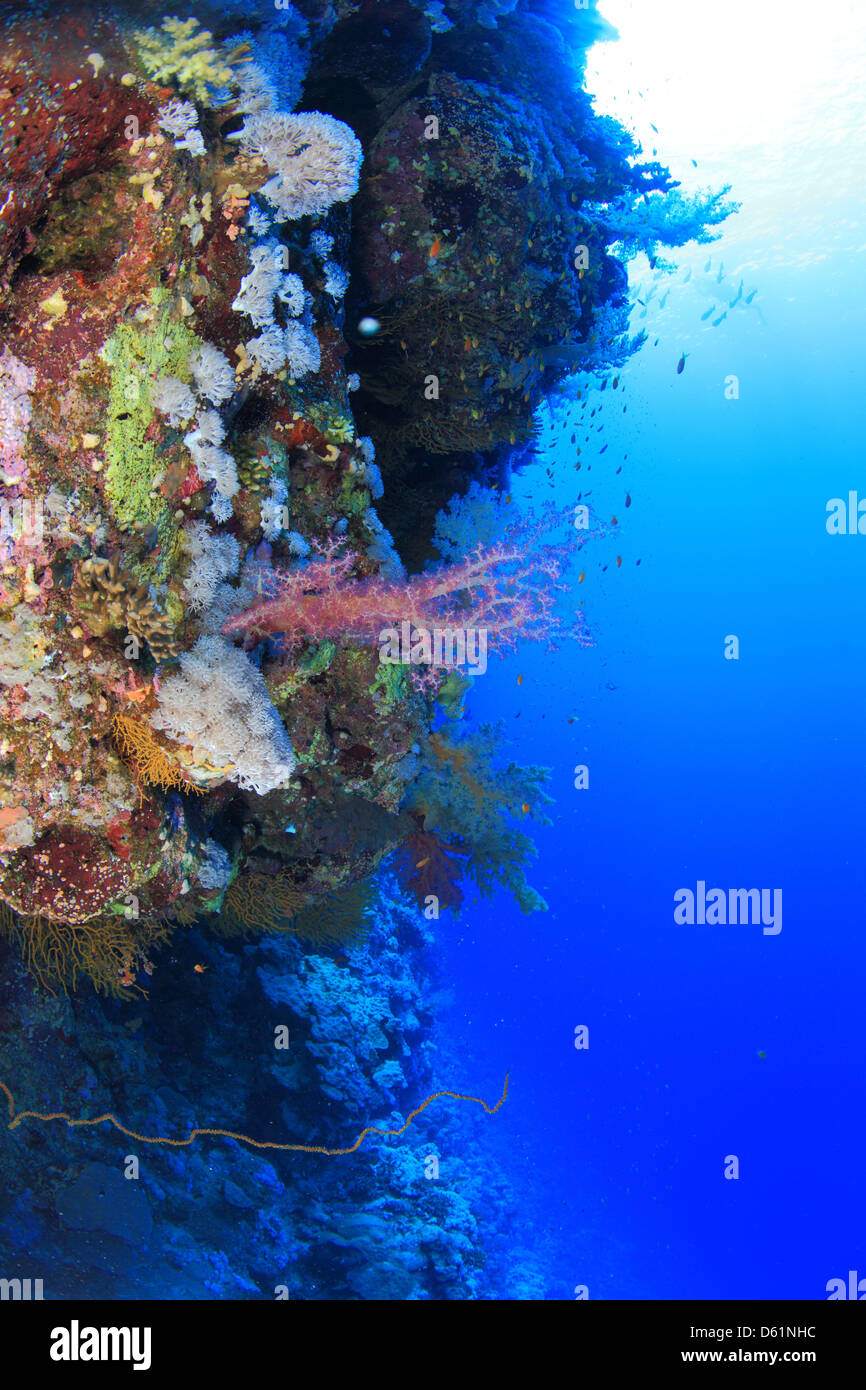 Marine Life In The Red Sea Stock Photo Alamy marine-life-in-the-red-sea-stock-photo-alamy