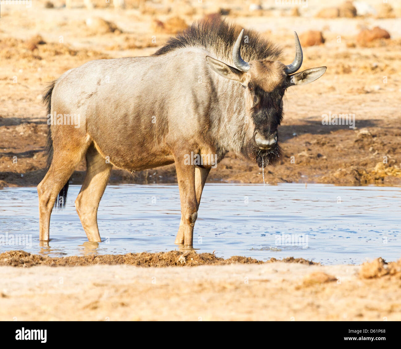 Blue wildebeest (Connochaetes taurinus) drinking at a water hole on the