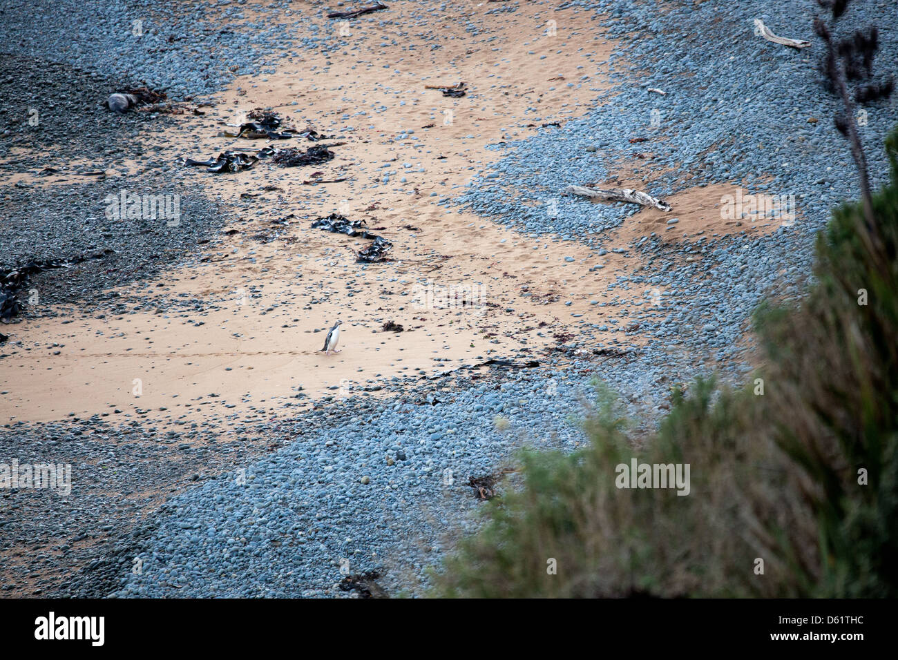 Yellow-eyed penguin (Megadyptes antipodes) Stock Photo