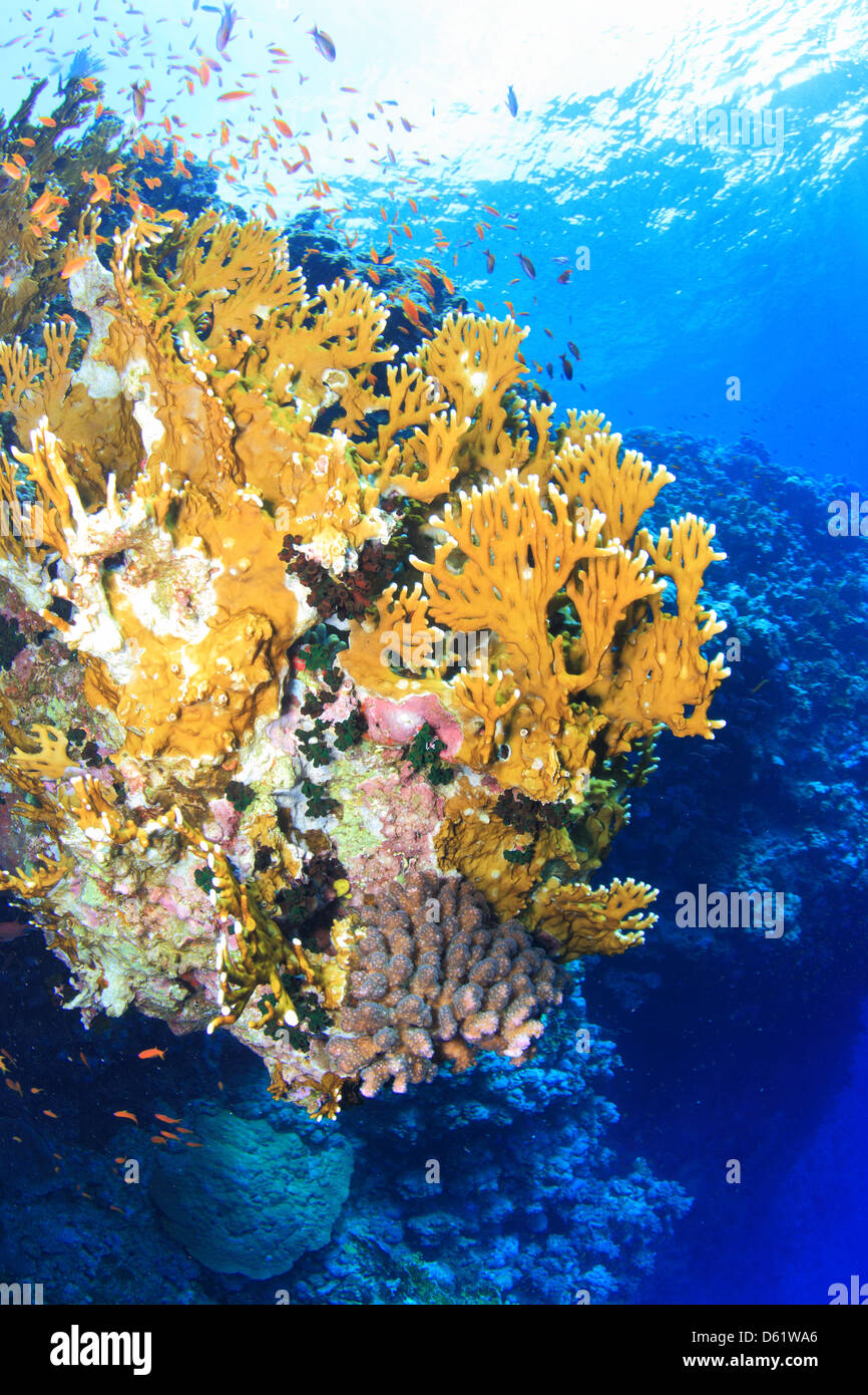 Marine Life In The Red Sea Stock Photo Alamy marine-life-in-the-red-sea-stock-photo-alamy