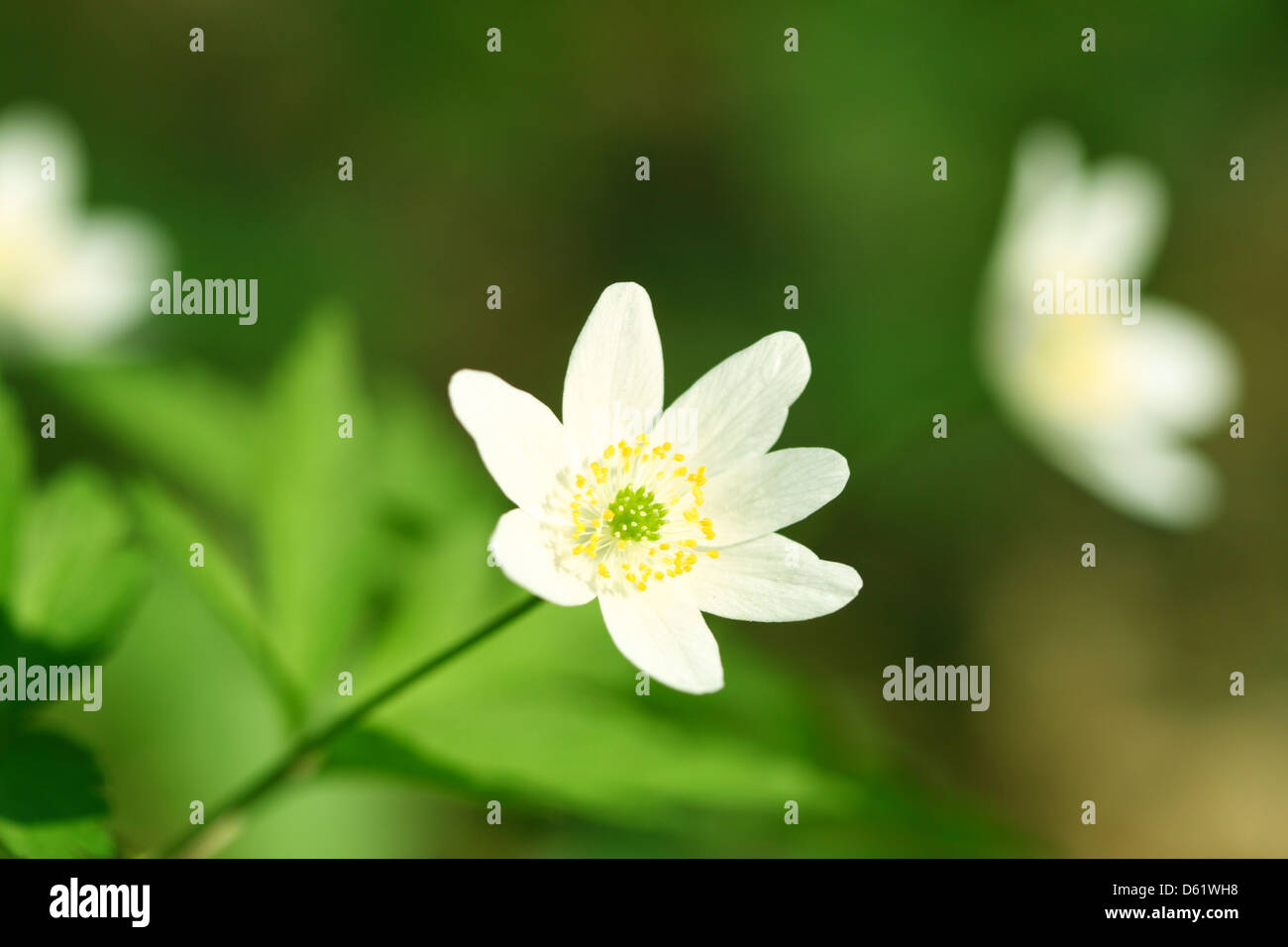 spring windflower beautiful nature background Stock Photo