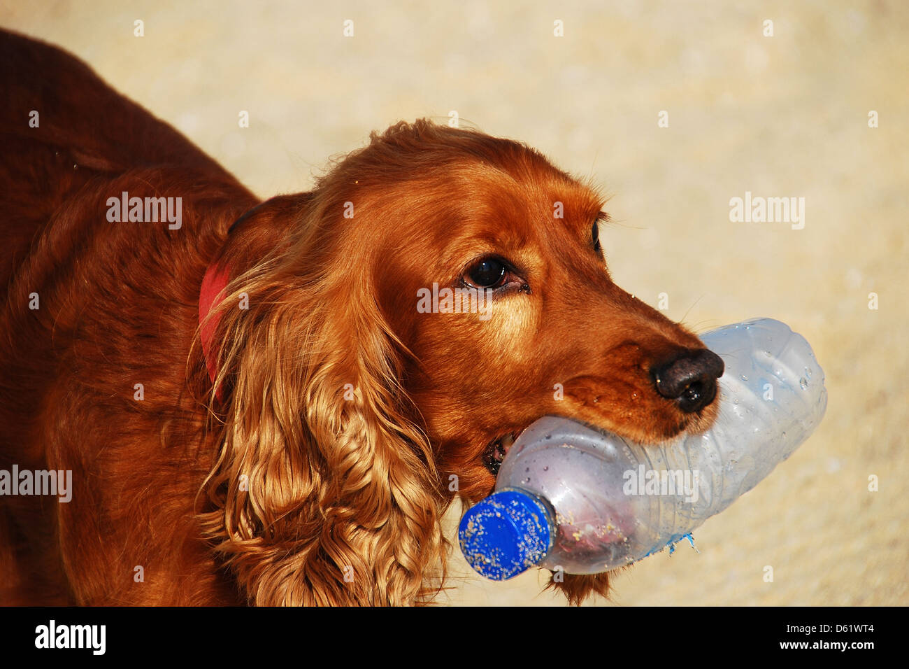Dog in the beach playing with an empty plastic bottle of water. Stock Photo