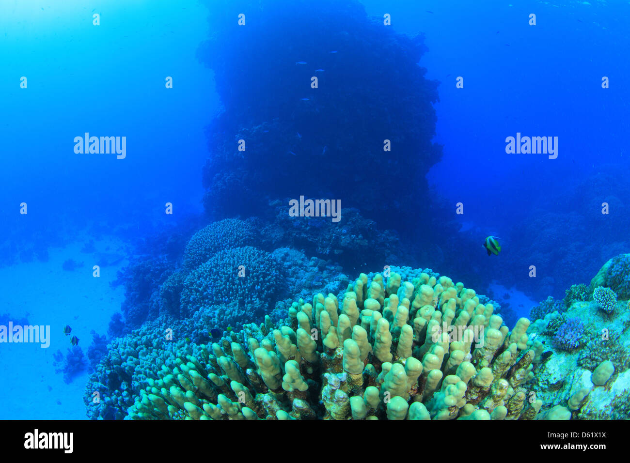 Marine Life in the Red Sea Stock Photo - Alamy