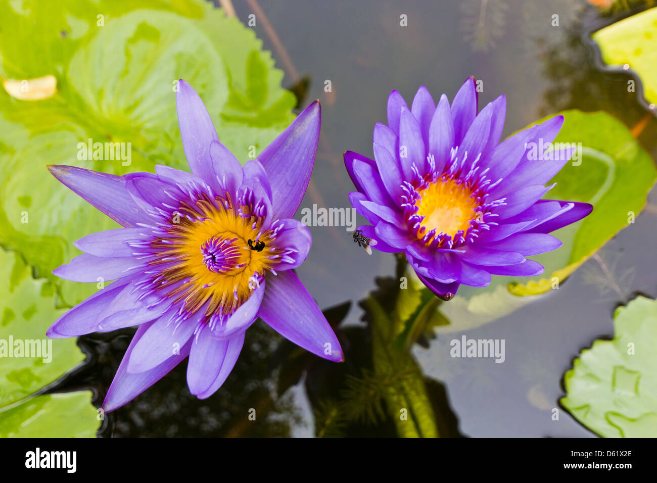 Closeup Shot of Purple-Petal Lotus in the Pool. Stock Photo