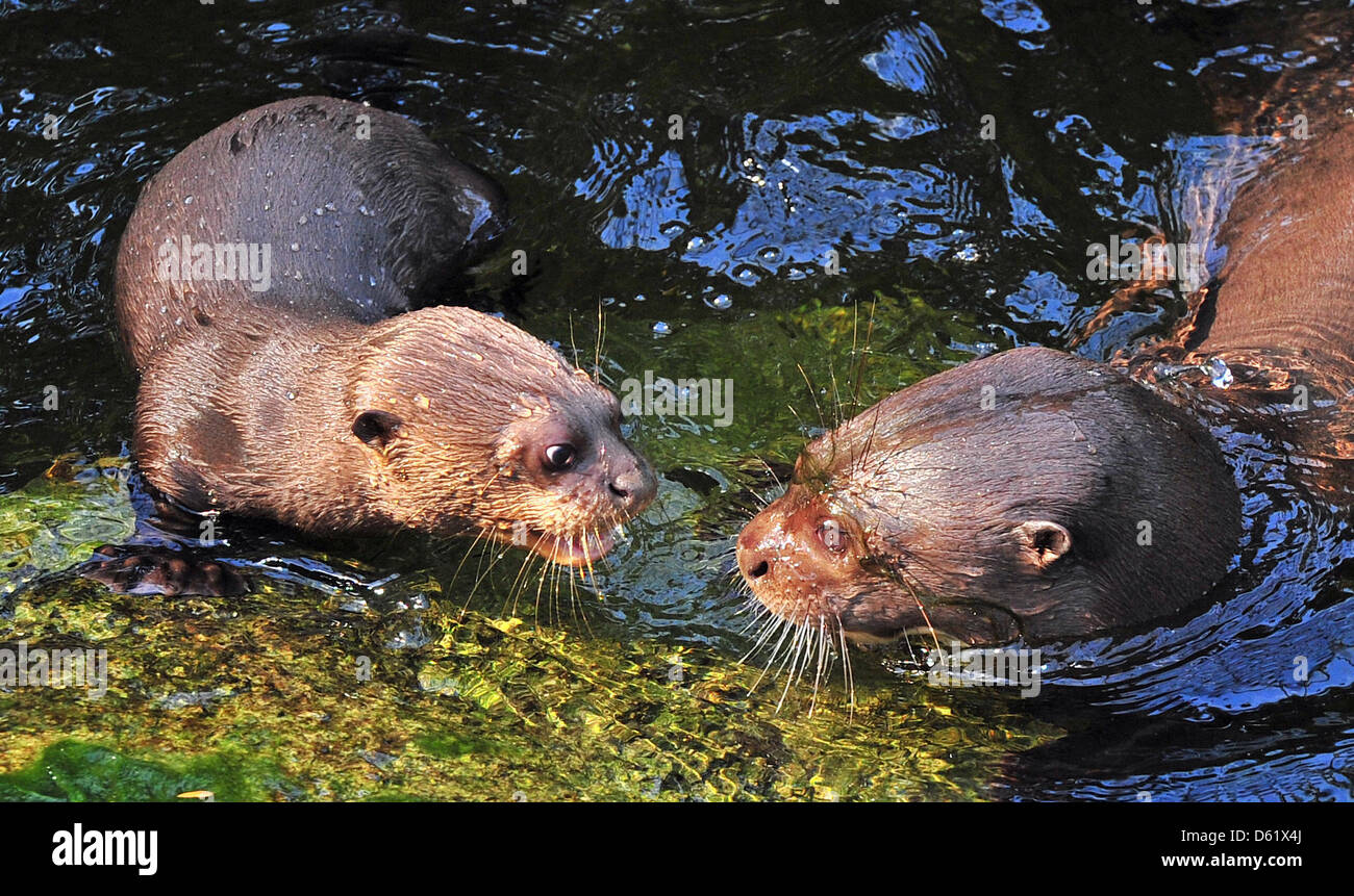 Baby Giant River Otter