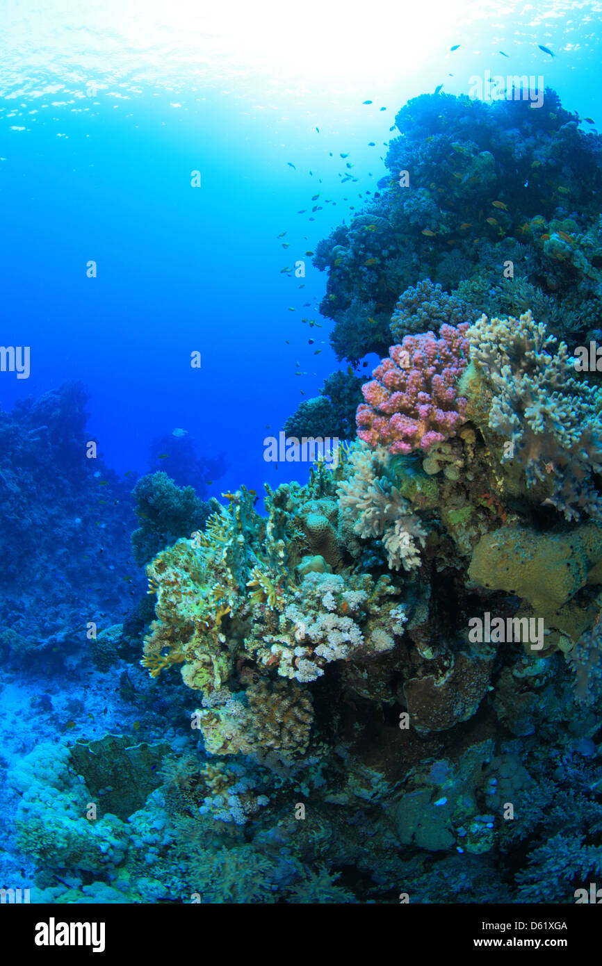 Marine Life In The Red Sea Stock Photo Alamy marine-life-in-the-red-sea-stock-photo-alamy