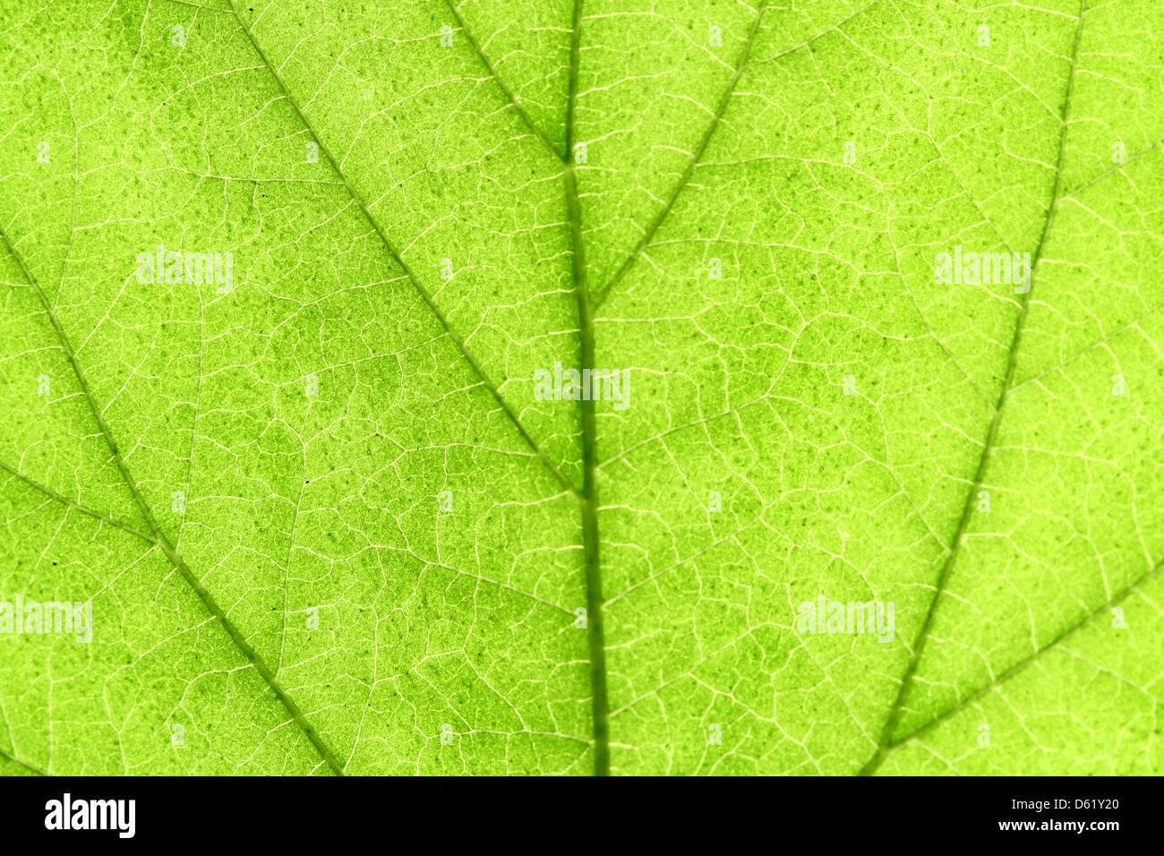 green leaf close up nature background Stock Photo - Alamy