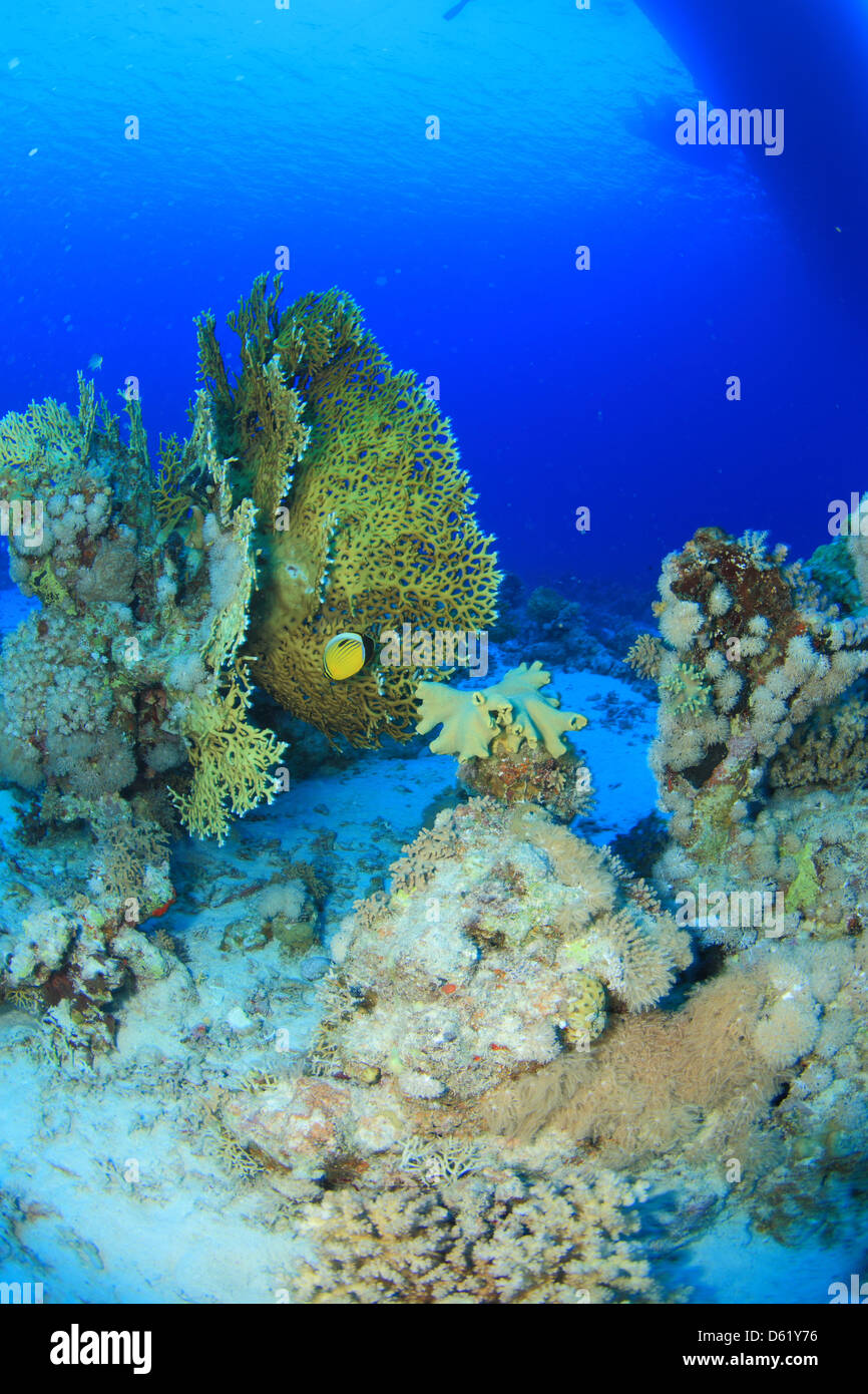 Marine Life In The Red Sea Stock Photo Alamy marine-life-in-the-red-sea-stock-photo-alamy