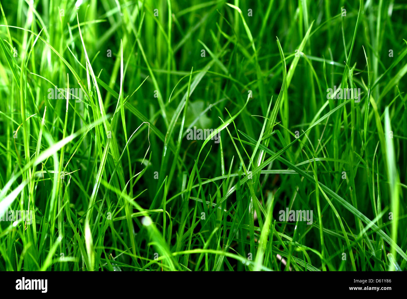 grass macro close up natura background Stock Photo - Alamy