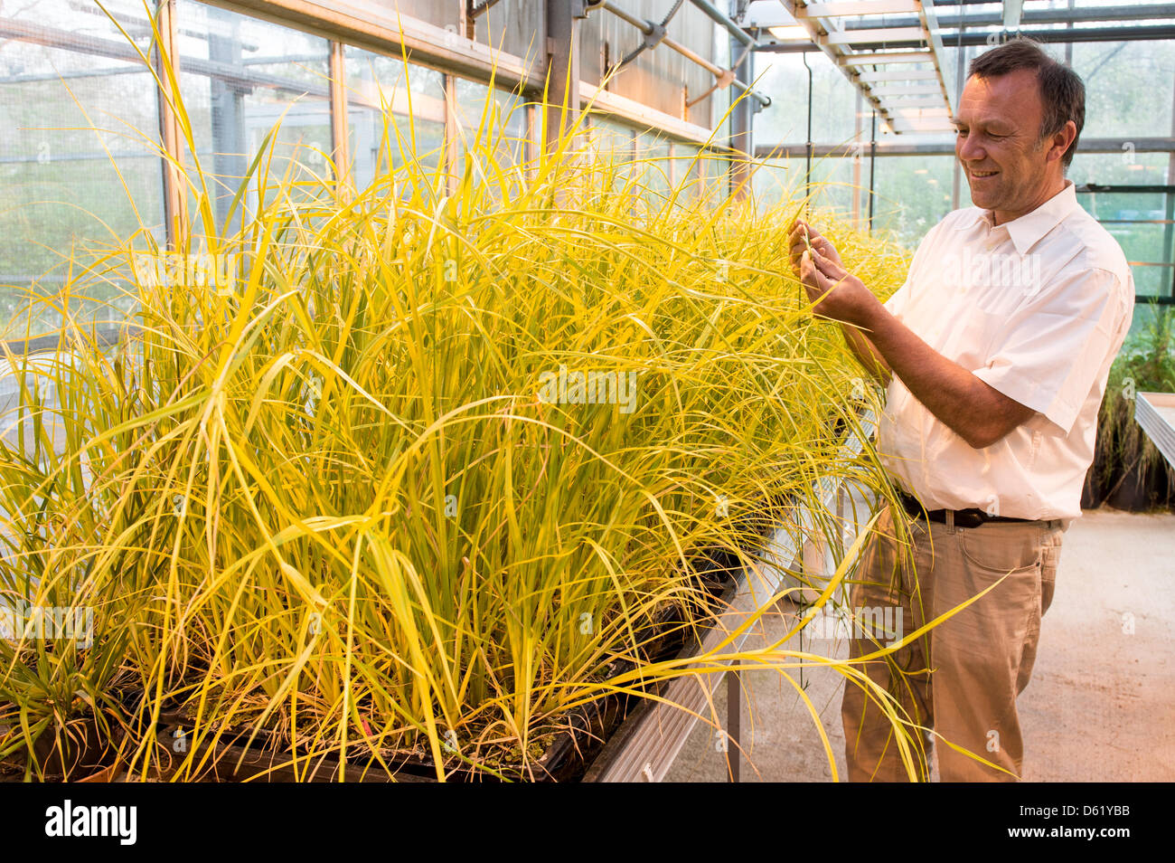 Biologist Peter Poschlod examines Scirpus radicans, a plant in danger of extinction, at the University in Regensburg, Germany, 27 April 2012. At the Gene bank Bavaria Ark rare seeds are stored and conserved. Photo: ARMIN WEIGEL Stock Photo