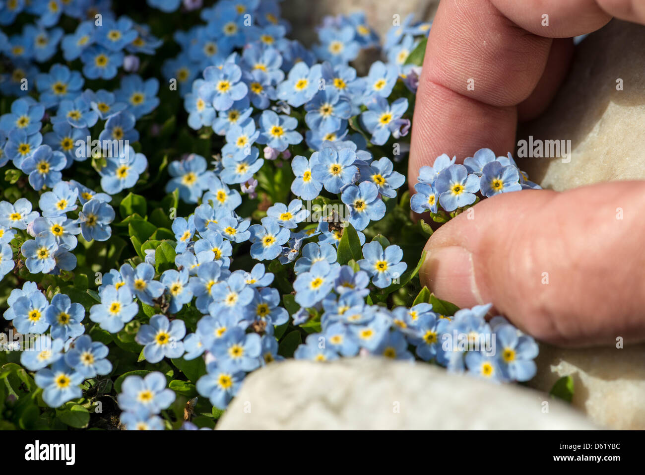 A biologist examines Myosotis rehsteineri, a plant in danger of extinction, at the University in Regensburg, Germany, 27 April 2012. At the Gene bank Bavaria Ark rare seeds are stored and conserved. Photo: ARMIN WEIGEL Stock Photo