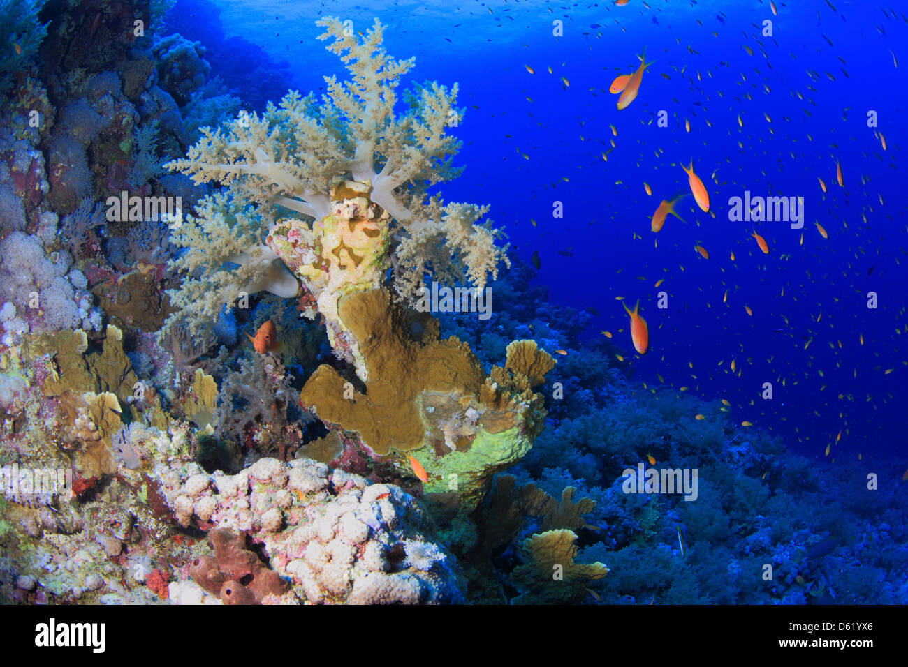 Marine Life in the Red Sea Stock Photo Alamy
