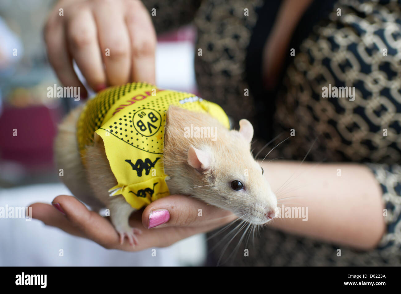 Fancy rat Vaice wears fan gear of German Bundesliga soccer club Borussia Dortmund during a photo call for the trade fair Dog & Pet (Hund & Heimtier) in Dortmund, Germany, 09 May 2012. More than 8500 dogs from 35 countries representing 267 breeds are expected at Westfalenhalle for the VDH European Champion Exhibition from 11 till 13 May 2012. Cats, fish, reptiles and rats, et al wil Stock Photo