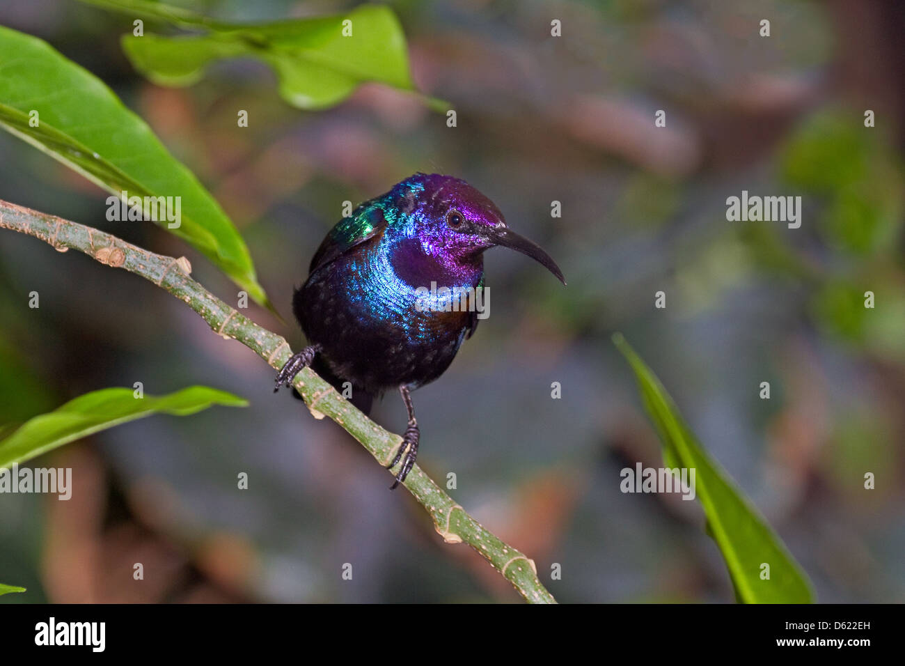 Male Splendid Sunbird Stock Photo
