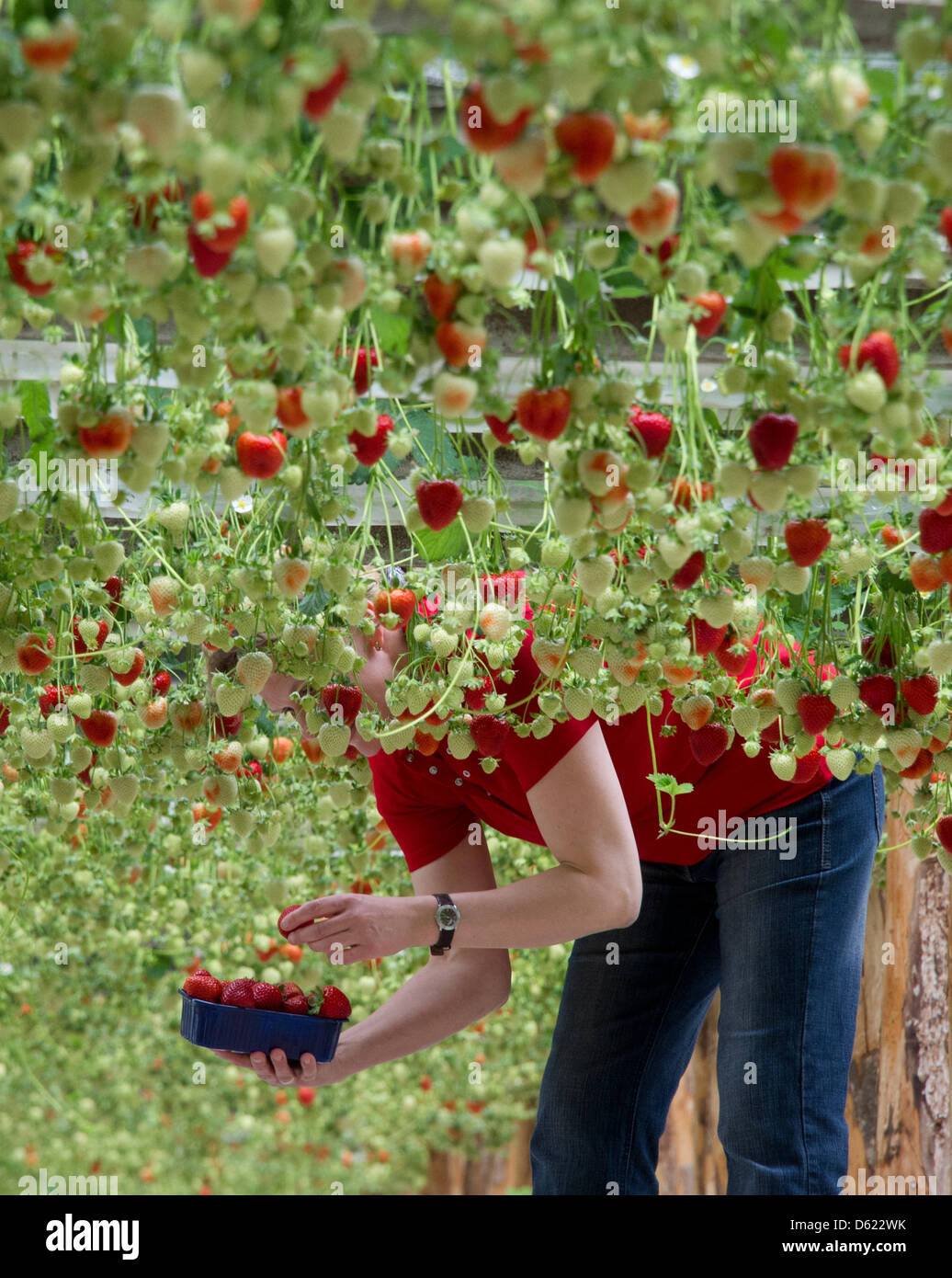 Marion Meyer picks strawberries in a green house at her farm in Otze ...