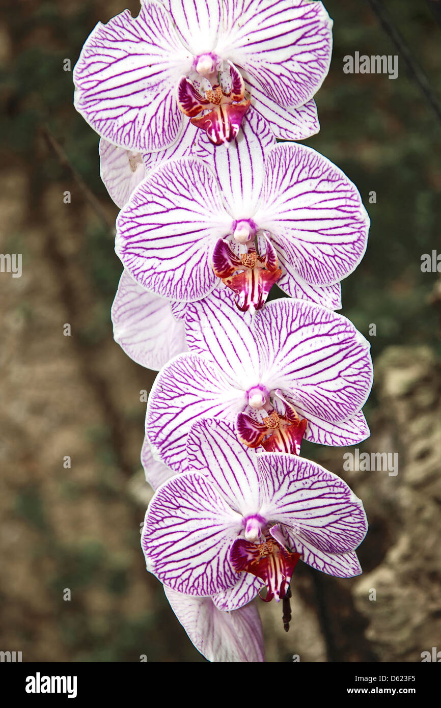 Field white orchids hires stock photography and images Alamy