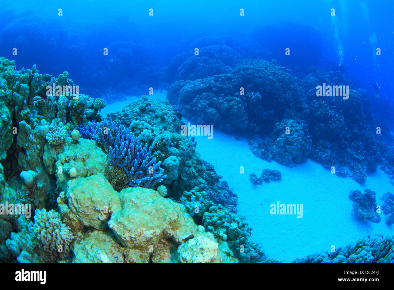 Marine Life In The Red Sea Stock Photo Alamy marine-life-in-the-red-sea-stock-photo-alamy