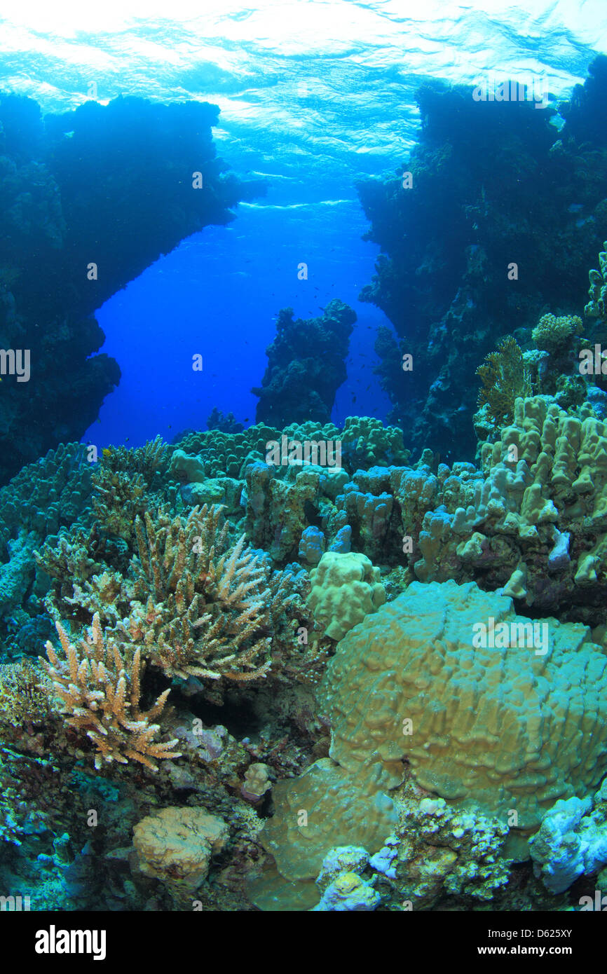 Marine Life In The Red Sea Stock Photo Alamy marine-life-in-the-red-sea-stock-photo-alamy