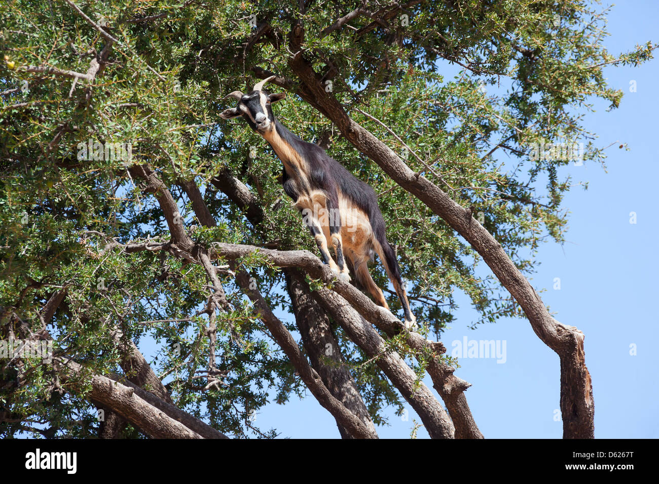 A goat on a branch of a Argan tree (argania spinosa) Stock Photo