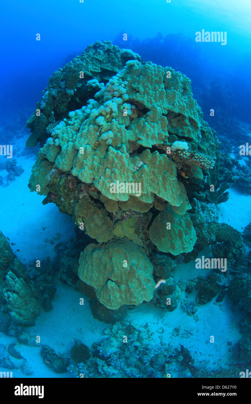 Marine Life In The Red Sea Stock Photo Alamy marine-life-in-the-red-sea-stock-photo-alamy