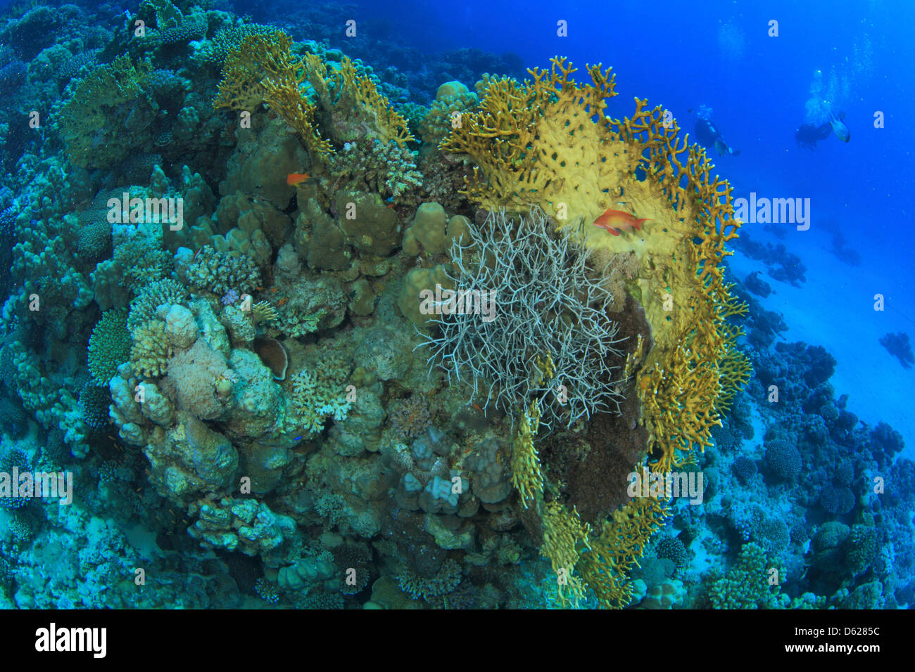 Marine Life In The Red Sea Stock Photo Alamy marine-life-in-the-red-sea-stock-photo-alamy