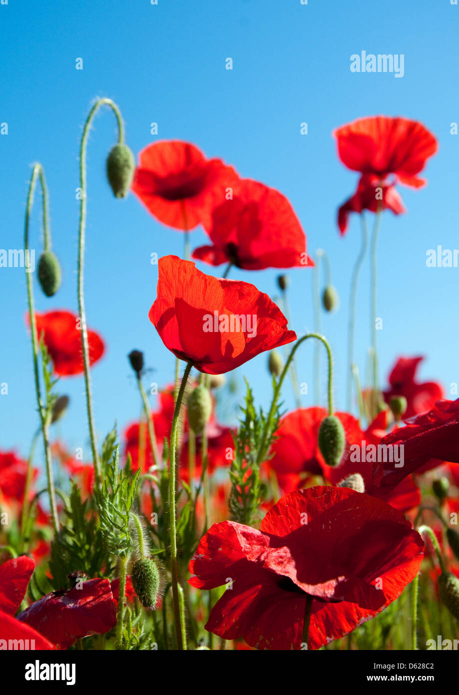 Poppies, Derbyshire England UK Stock Photo