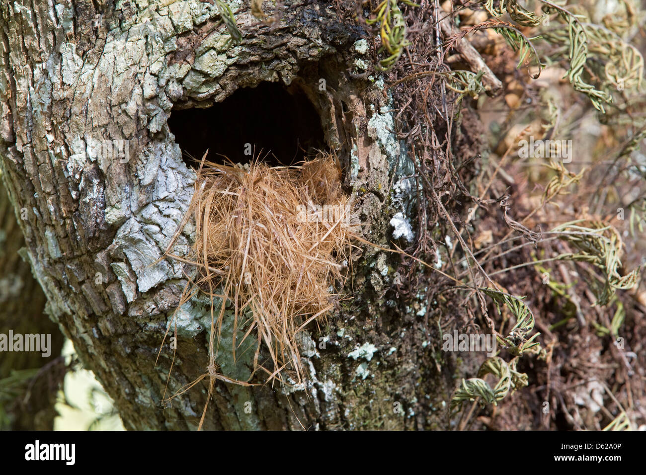 Bird nesting cavity in tree Stock Photo Alamy