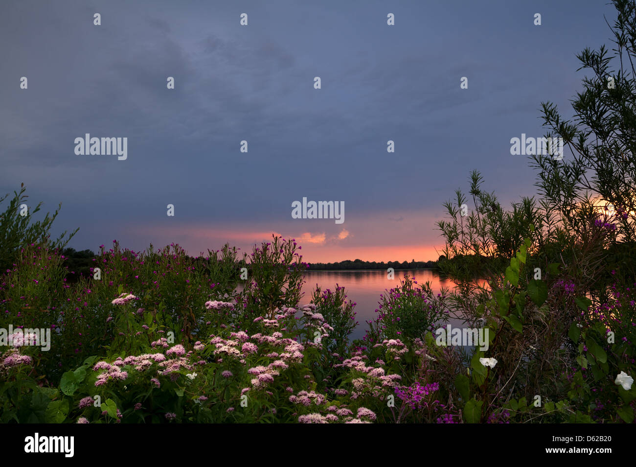 sunset on lake and many wildflowers Stock Photo - Alamy