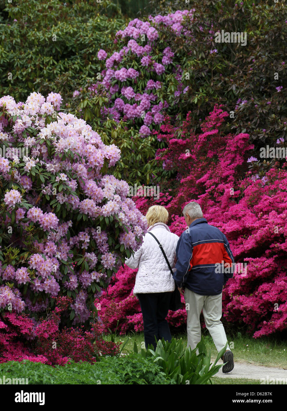 People walk in the Rhododendron-Park in Graal-Mueritz, Germany, 18 May  2012. The 4.5 hectare park is more than 50 years old and contains 2,500  bushes and 60 various rhododendron and azalea species.