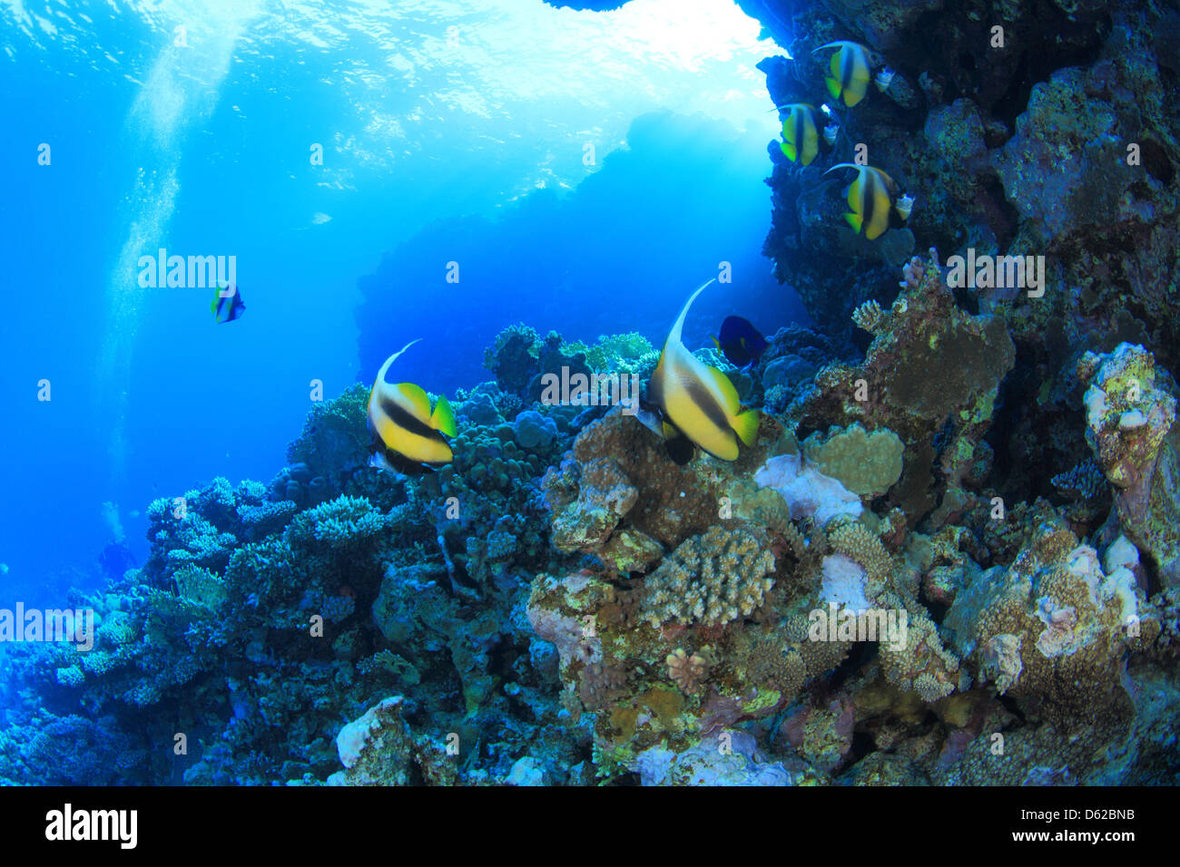 Marine Life in the Red Sea Stock Photo