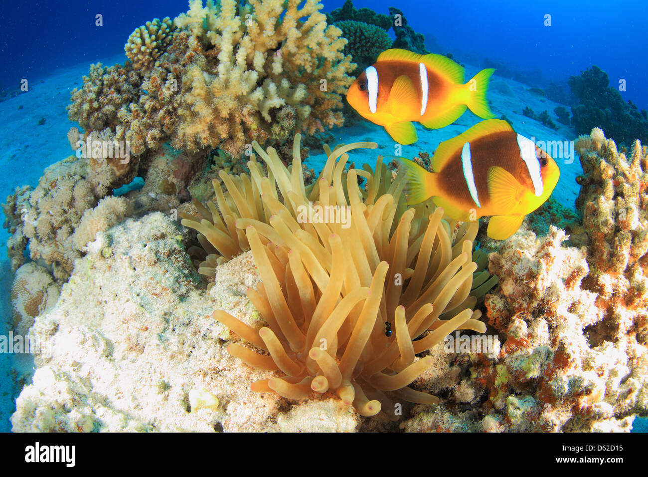 Marine Life in the Red Sea Stock Photo