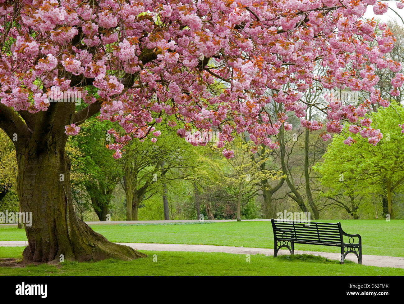 Spring Blossom at Woodthorpe Park, Nottingham England UK Stock Photo