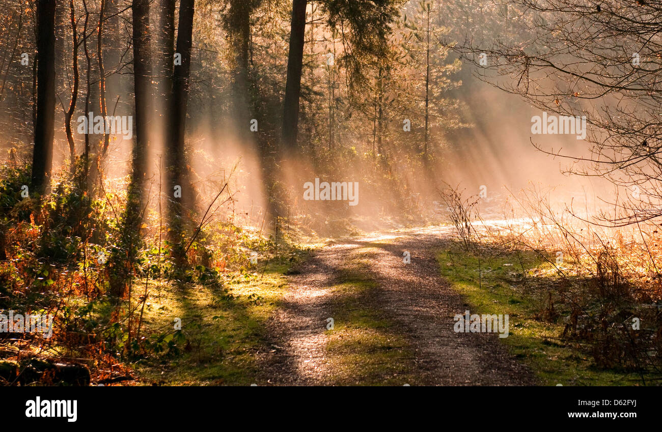 Shafts of light through trees hi-res stock photography and images - Alamy