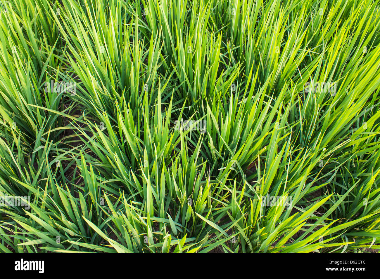 Clump of rice Stock Photo Alamy