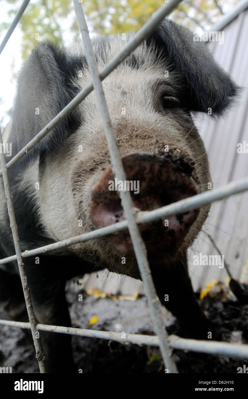 Heritage breed pig in the pen in Upstate New York Stock Photo