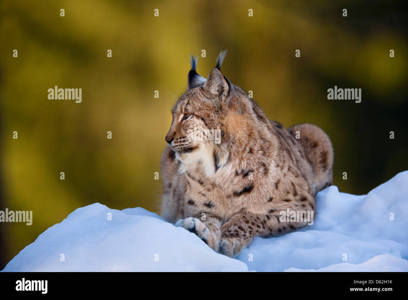 Portrait of Eurasian Lynx (Lynx lynx), subspecies carpathica, in snow ...