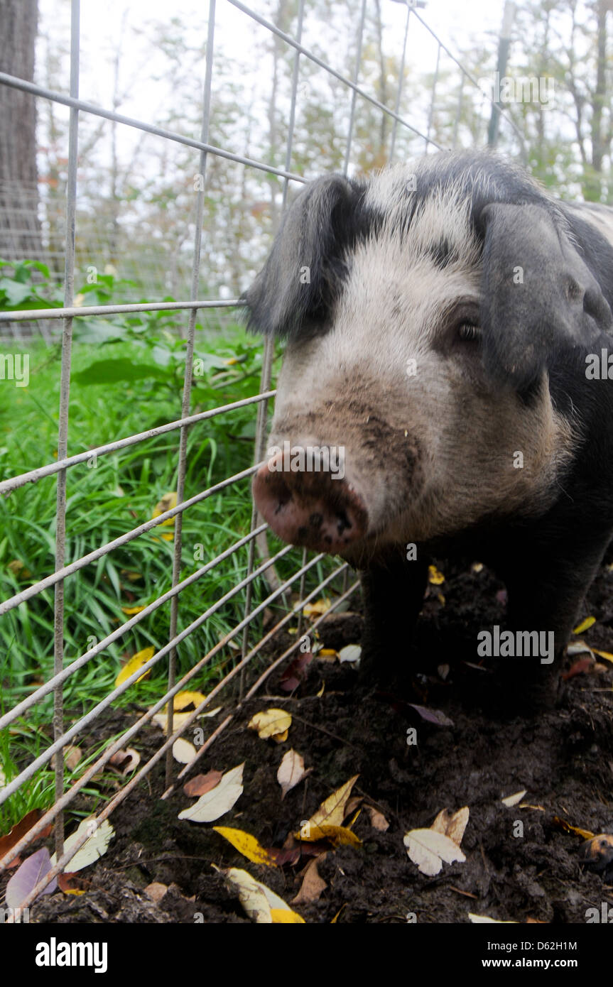 Heritage breed pig in the pen in Upstate New York Stock Photo