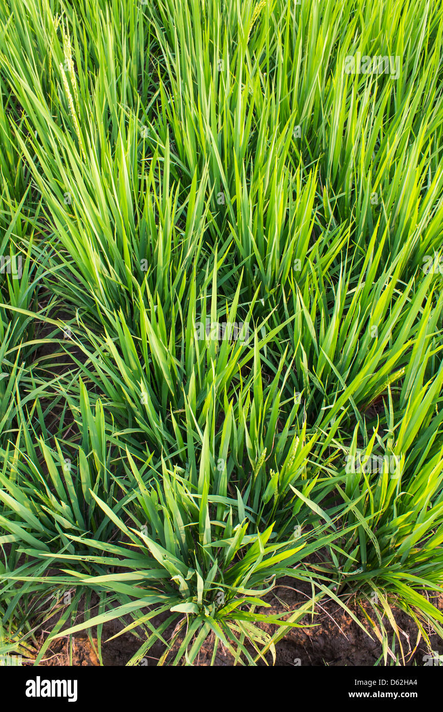 Clump of rice Stock Photo Alamy